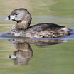 Pied-billed Grebe